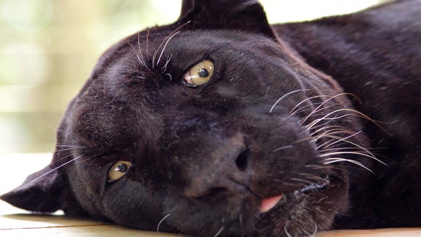 О сути хайпов и решении возникающих проблем