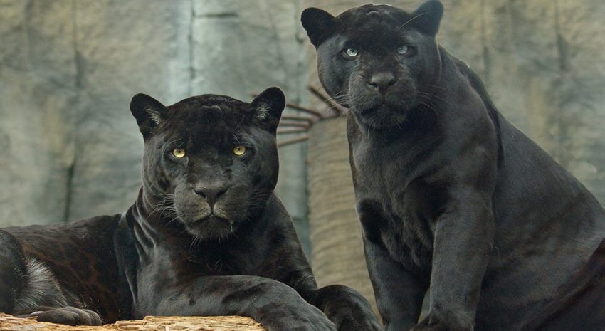 О системе кланов и бонусах